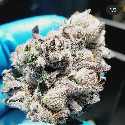 Pablo's Revenge ([Animal Mints x Sherbet Cake] x Pablos Revenge) Fem 6 seeds