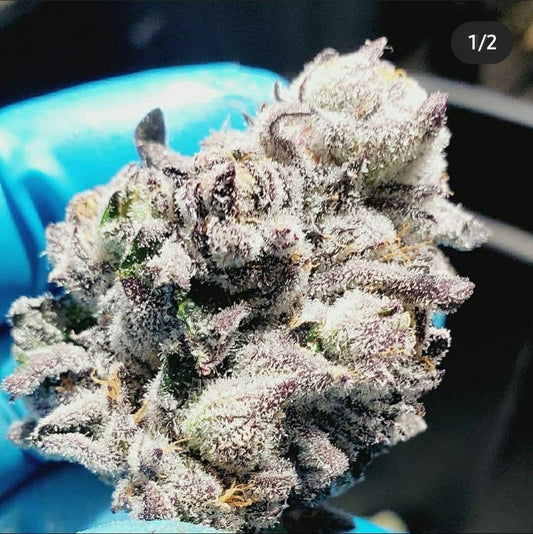 Pablo's Revenge ([Animal Mints x Sherbet Cake] x Pablos Revenge) Fem 6 seeds