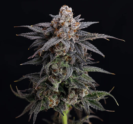Cold Press ((Papaya x Strawnana) x Runtz) 3-Pack