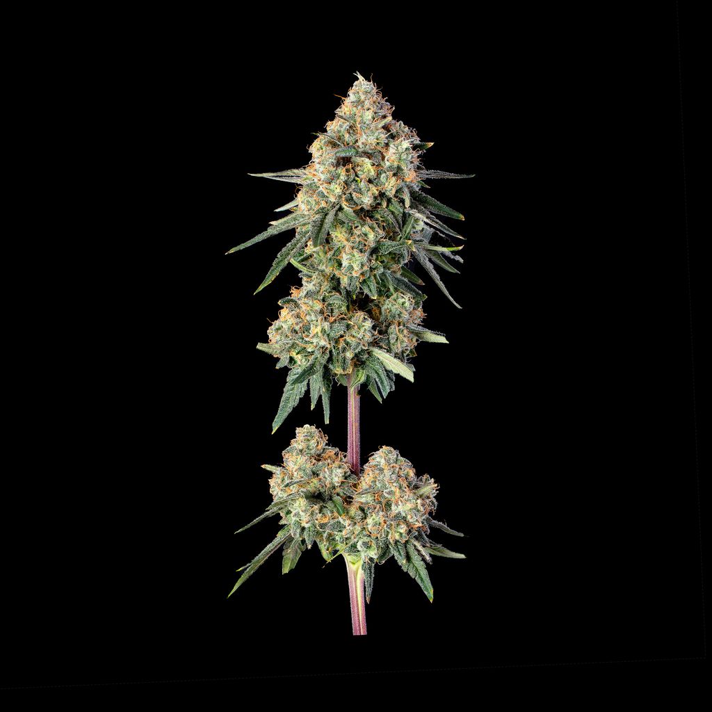Permanent Haze (PERMANENT MARKER X SUPER LEMON HAZE #119) 3 seeds