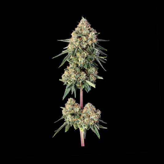 Permanent Haze (PERMANENT MARKER X SUPER LEMON HAZE #119) 3 seeds