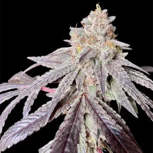 Candy Panties (Pink panties x Zwish) 6 seeds + 3 Sour D Zoda