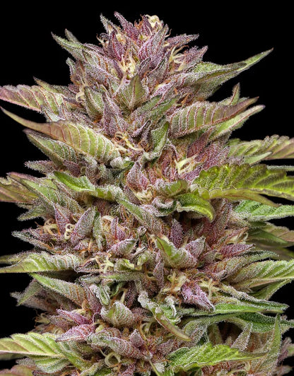 Pineapple Muffin Auto 5-Pack