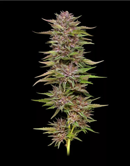 Pineapple Muffin Auto 5-Pack