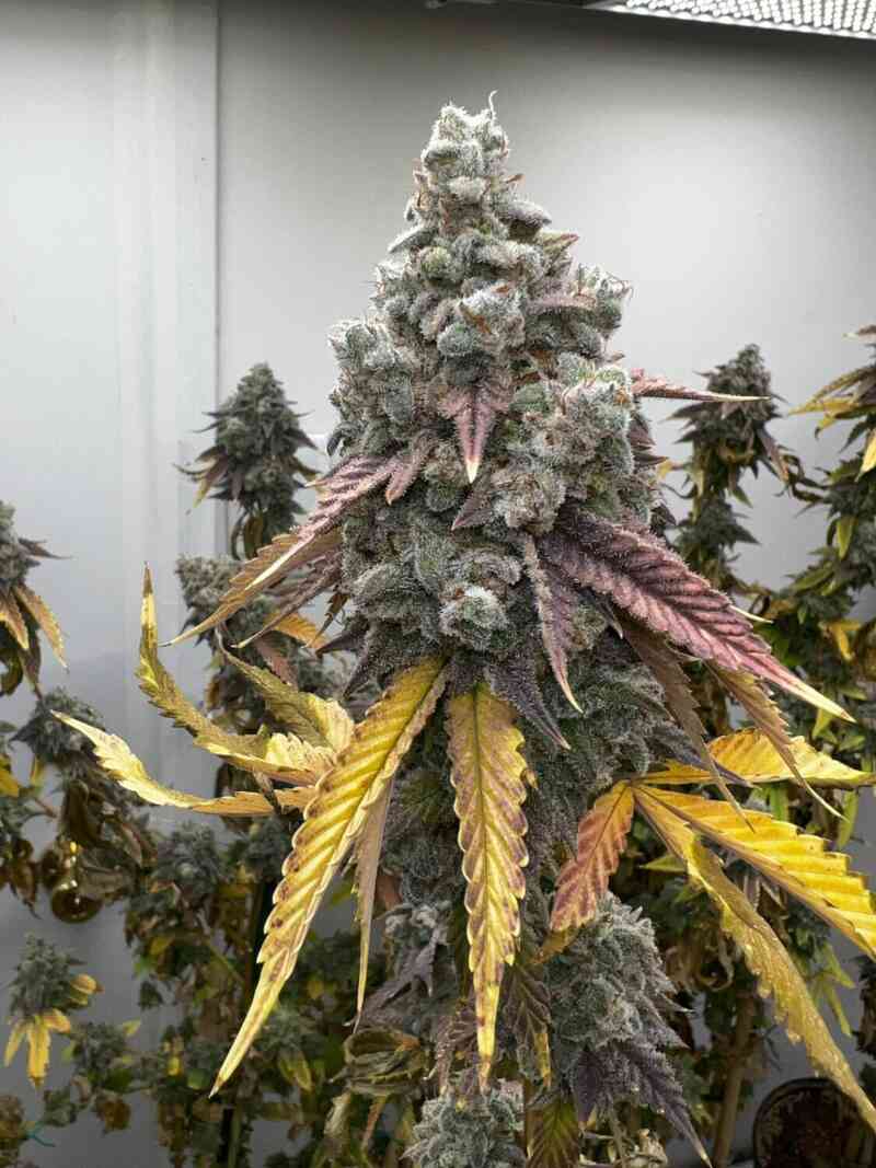 Pineapple Whip S1 - Tiki Madman Collab 3 seeds + 3 Baja Blast S1