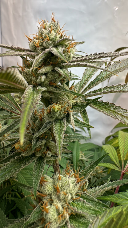 Pink Crumble (Crumbled Lime x Pink Runtz) 6 seeds