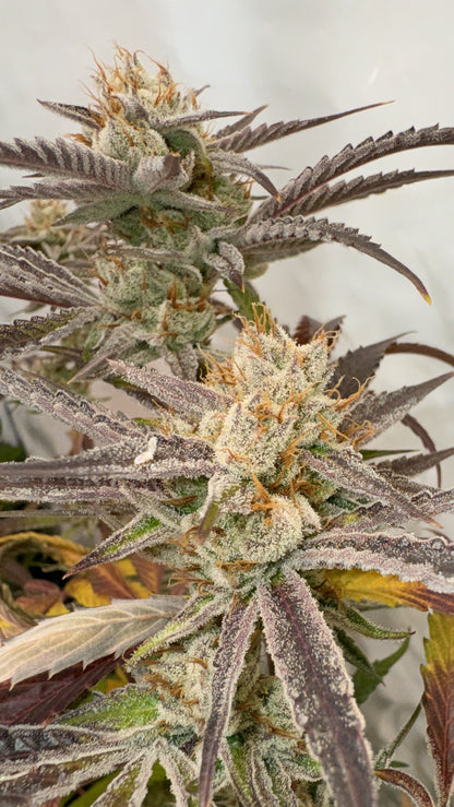 Pink Crumble (Crumbled Lime x Pink Runtz) 6 seeds