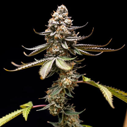 Pink Truffle [(Pink Kush x Truffle Beltz) x WB Bubba] 5 seeds