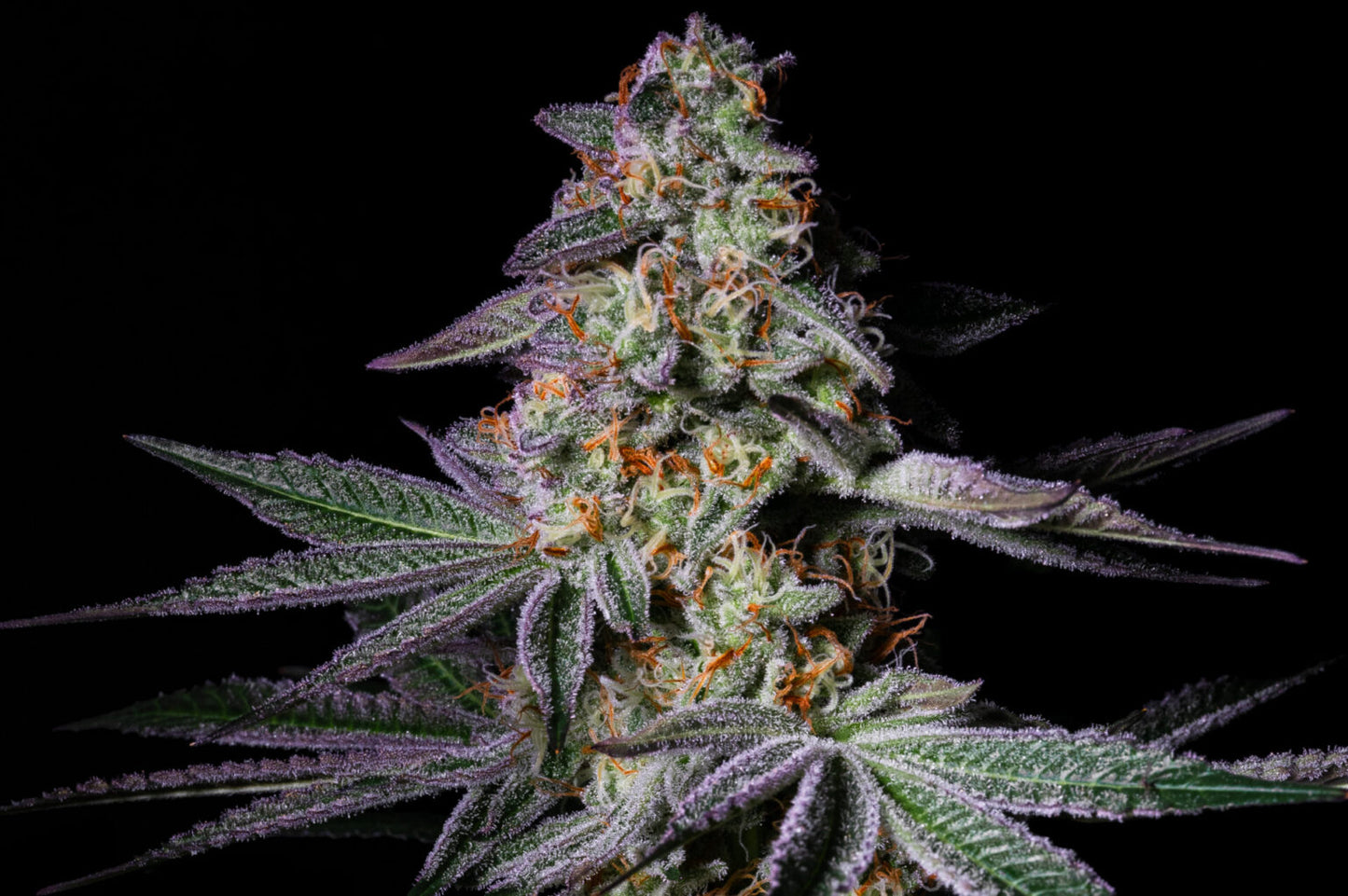 Pure Glitter (Grape Gas #10 x OGKB Blueberry Headband) 5 seeds - Pure Instinto