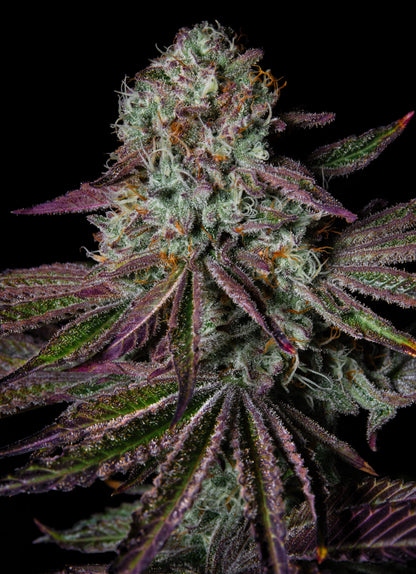 Pure Glitter (Grape Gas #10 x OGKB Blueberry Headband) 5 seeds - Pure Instinto