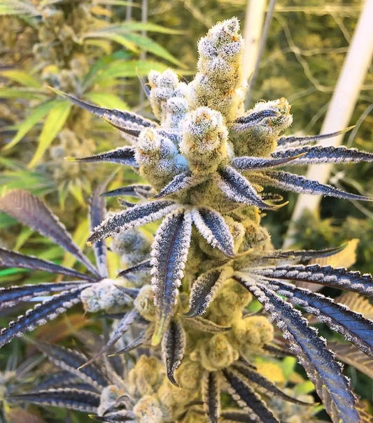 Platinum Punch (Platinum x Purple Punch) fem seeds