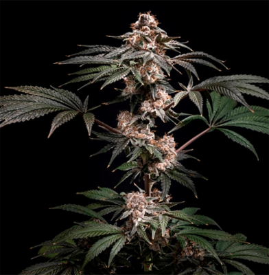 Pilot [(Pink Watermelon x Jokerz Candy) x WB Bubba] 5 seeds