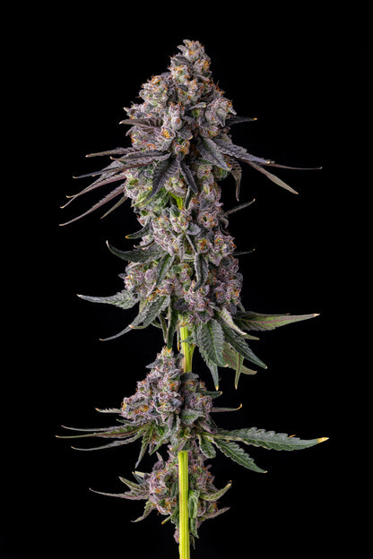 Rainbow Guavè (RAINBOW GUAVA X PAVÈ) 7 seeds