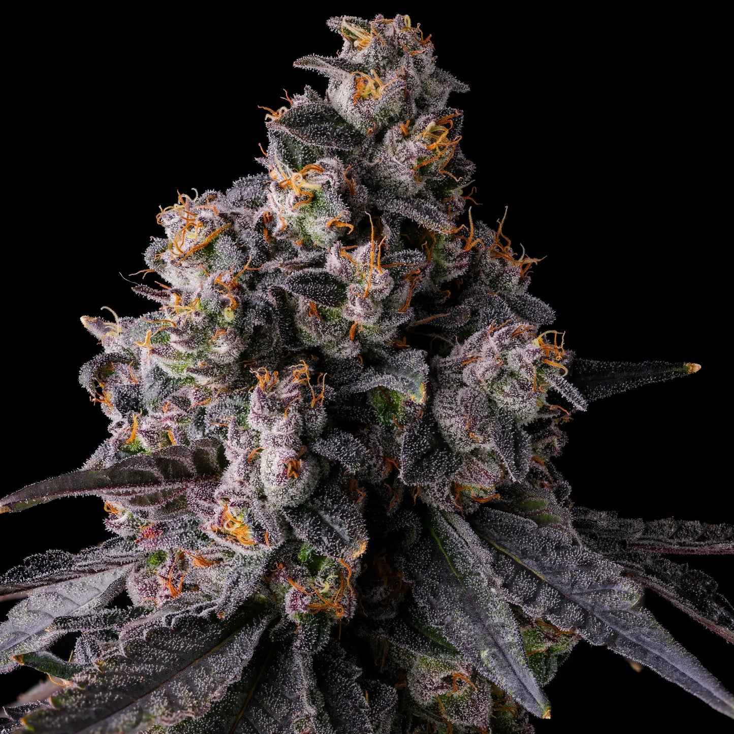 Rainbow Guavè (RAINBOW GUAVA X PAVÈ) 7 seeds