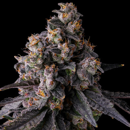 Rainbow Guavè (RAINBOW GUAVA X PAVÈ) 7 seeds