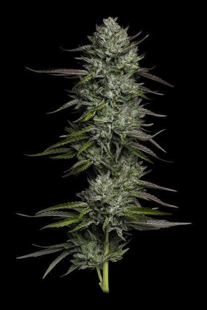 Redemption Indica ((SDO#9) x Don Carlos x Lamb’s Bread) 5 seeds