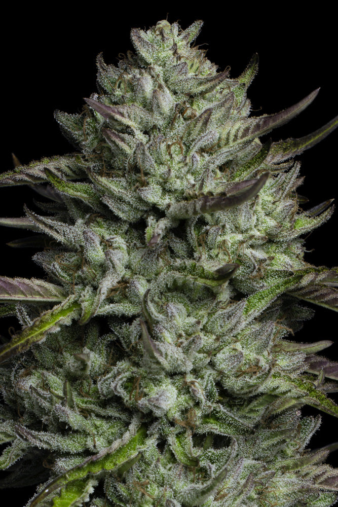 Redemption Indica ((SDO#9) x Don Carlos x Lamb’s Bread) 5 seeds