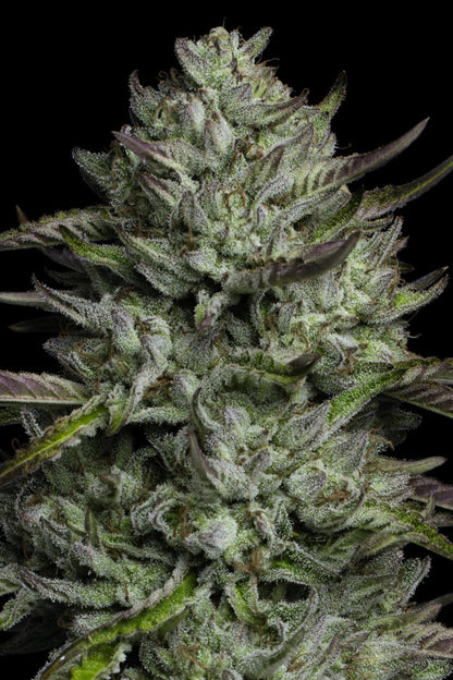 Redemption Indica ((SDO#9) x Don Carlos x Lamb’s Bread) 5 seeds