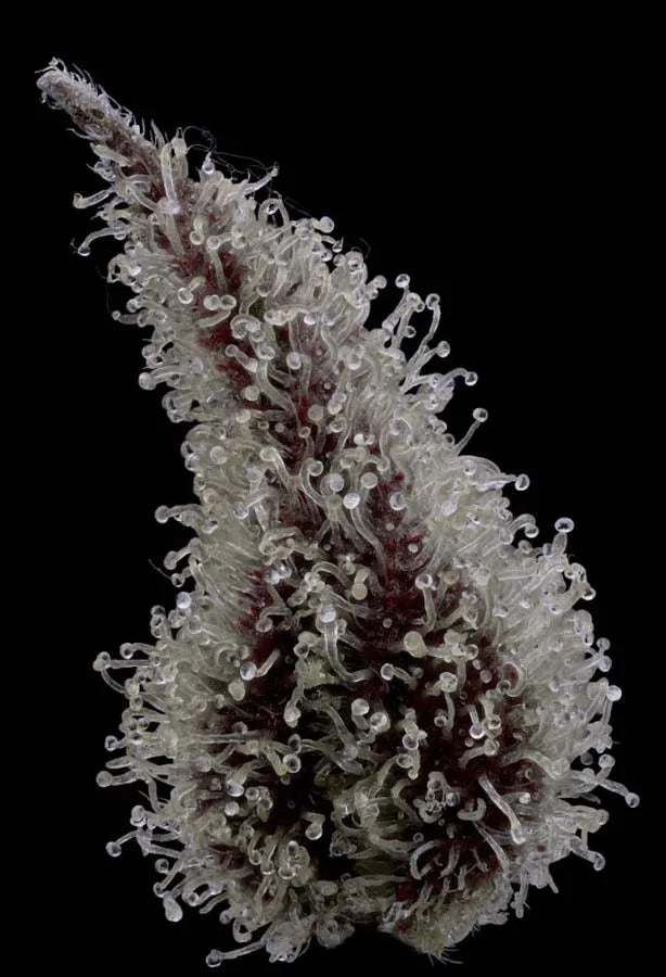 Super Blue Haze (Silver Surfer x Hazy Kush) 5 seeds + 2 freebies