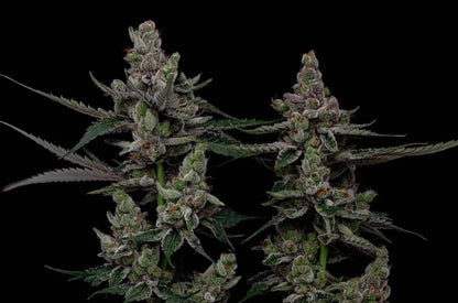 Super Blue Haze (Silver Surfer x Hazy Kush) 5 seeds + 2 freebies