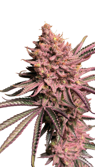 Seriotica (Mimosa x Cookies) 6 seeds