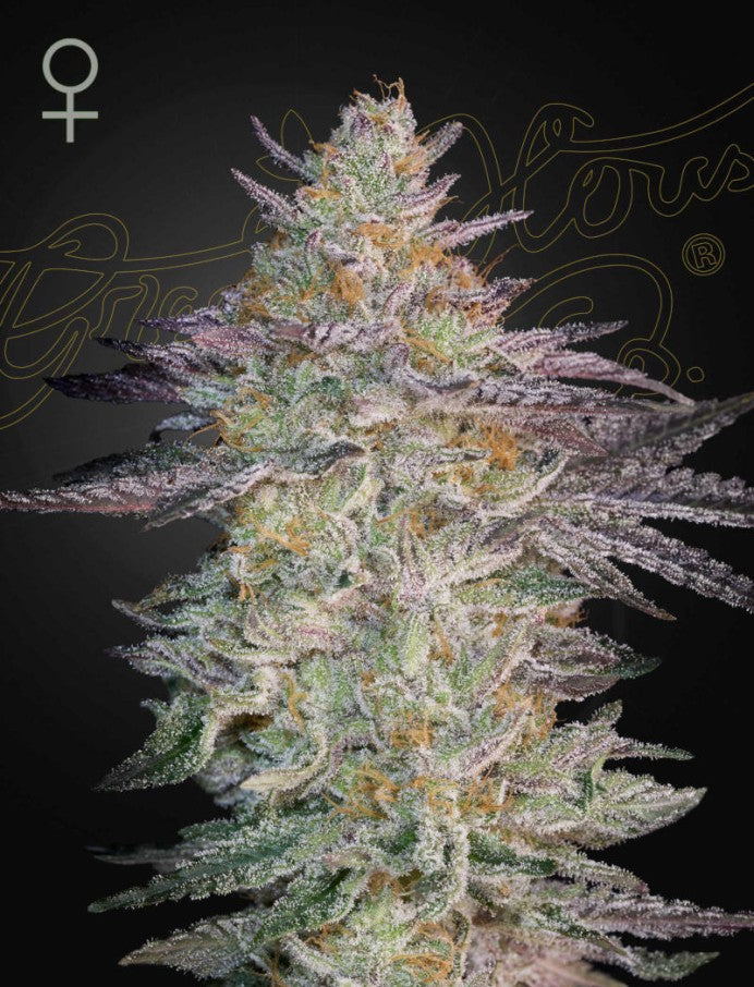 Super Lemon Haze x GMO 5-Pack