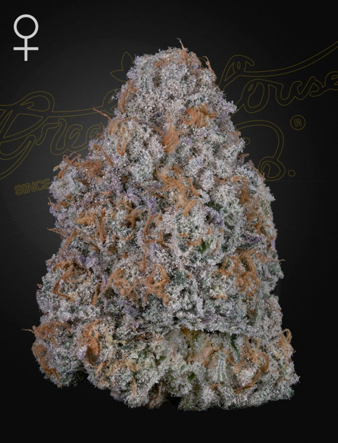 Super Lemon Haze x RS11 5-Pack