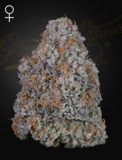 Super Lemon Haze x RS11 5-Pack