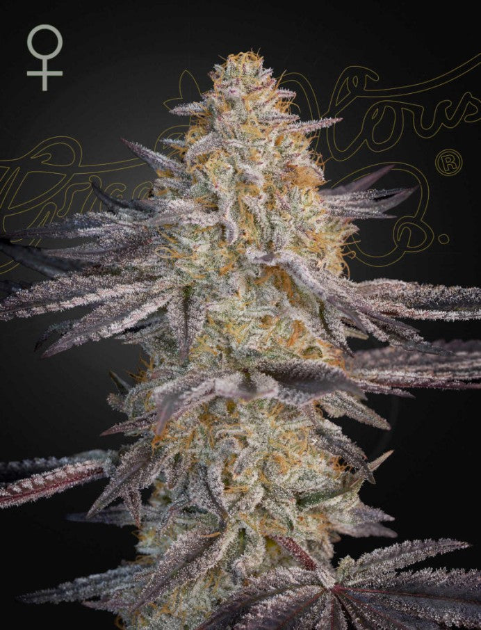 Super Lemon Haze x RS11 5-Pack