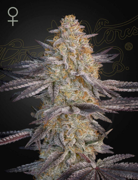 Super Lemon Haze x RS11 5-Pack