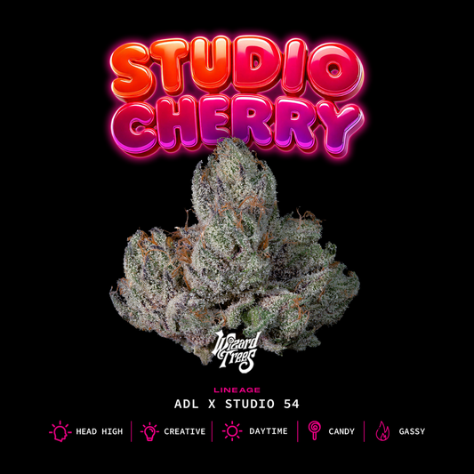 Studio Cherry (ADL x Studio 54) 3 seeds