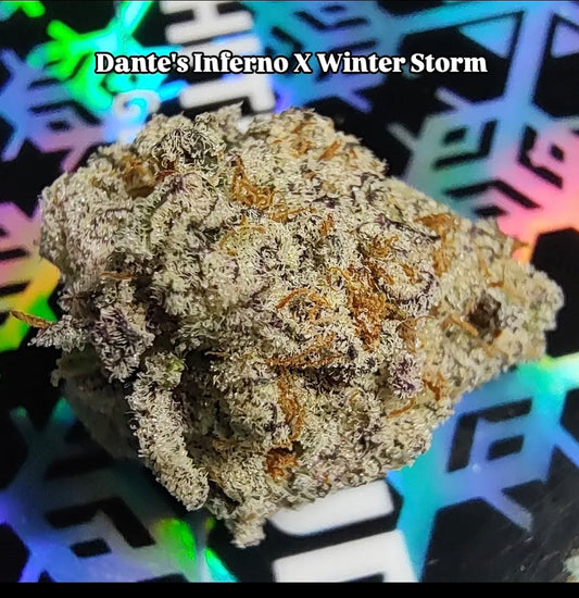 Dantes Inferno x Winter Storm Fem 6 seeds