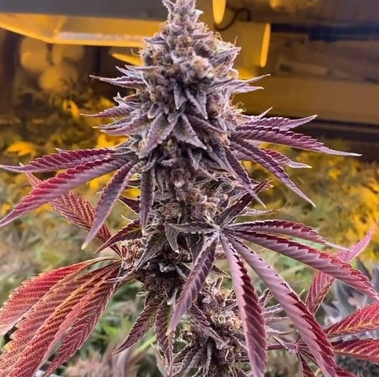 Forbidden Zkittlez (Forbidden Z x Forbidden Runtz) Fem 6 seeds