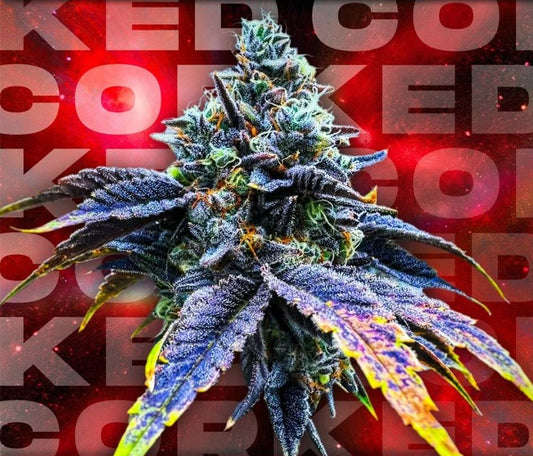 CORKED (SOUR D x ZANGRIA) 3-Pack FEM