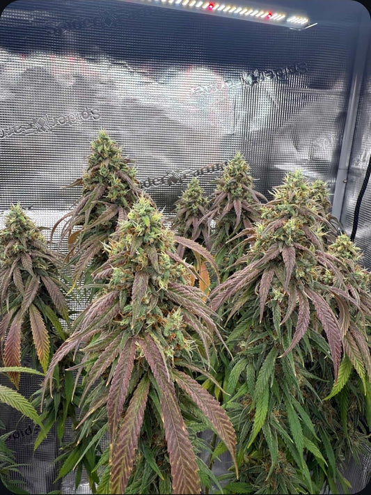 Karma Diesel x Devil Driver 6 seeds