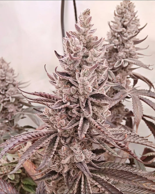 Chimera #2 S1 fem seeds