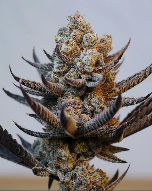 Odo Wan Kanobi #50 S1 fem seeds