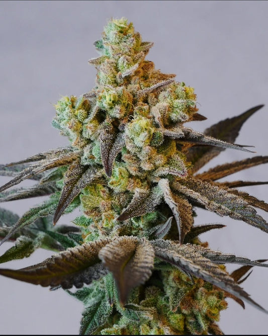 Chestah The Cheetah (Red Hotz AKA Love Seed 2.256 x Chimera #3) 5(+2) seeds
