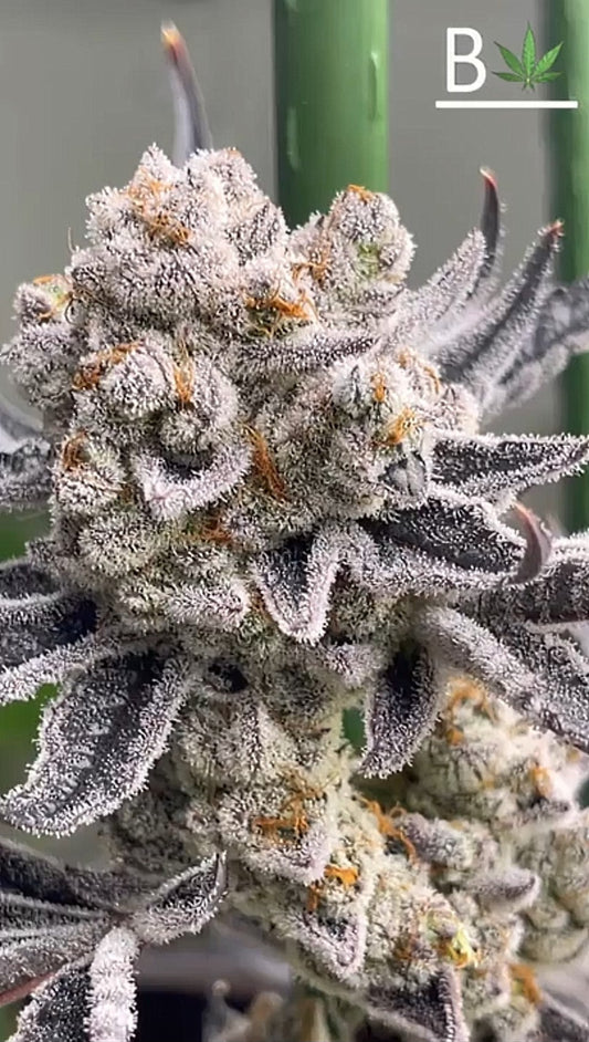 Chimera #3 s1 (White Truffle X THE CREATURE) fem seeds