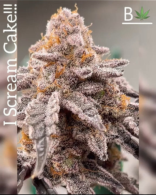 Ghost Face Truffle (I Scream Cake x White Truffle) fem seeds
