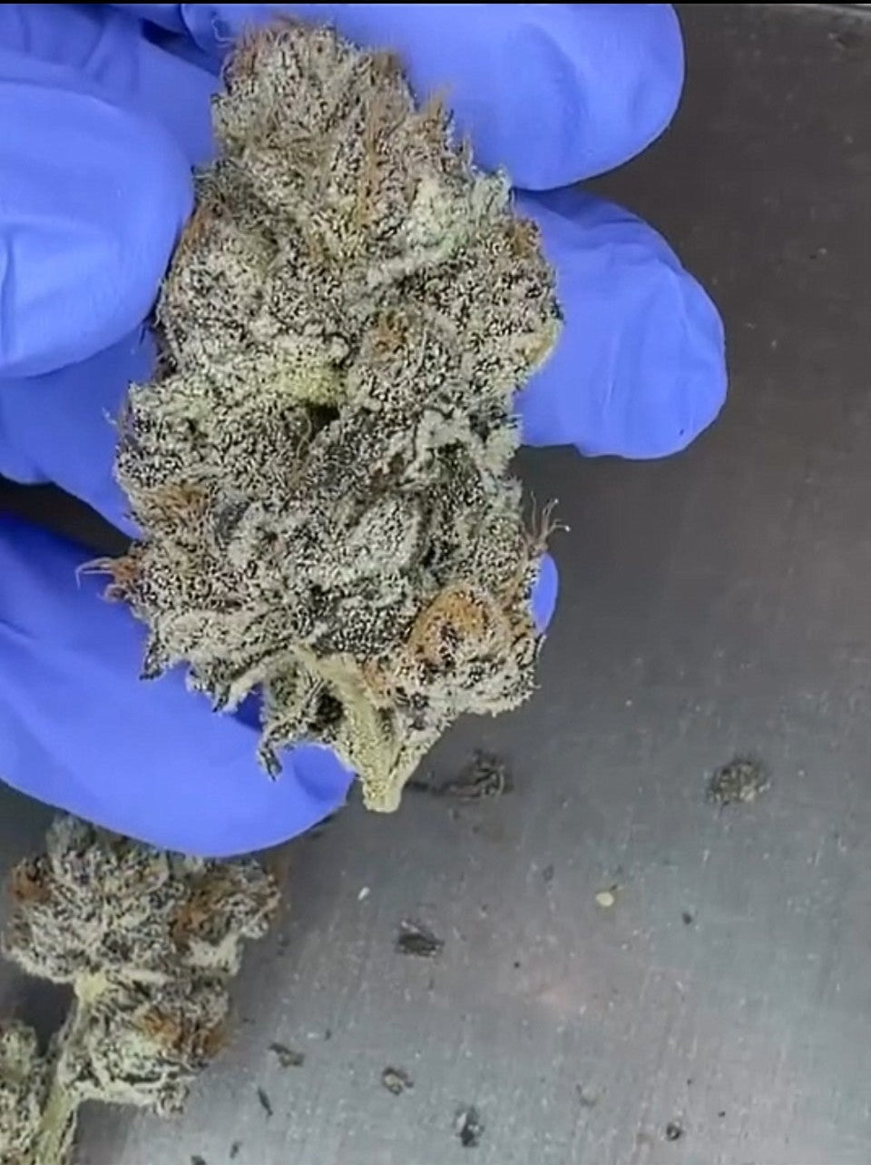 Octane Candy [(LCG x Runtz) x Deep Fried Banana Truffle] 12 seeds