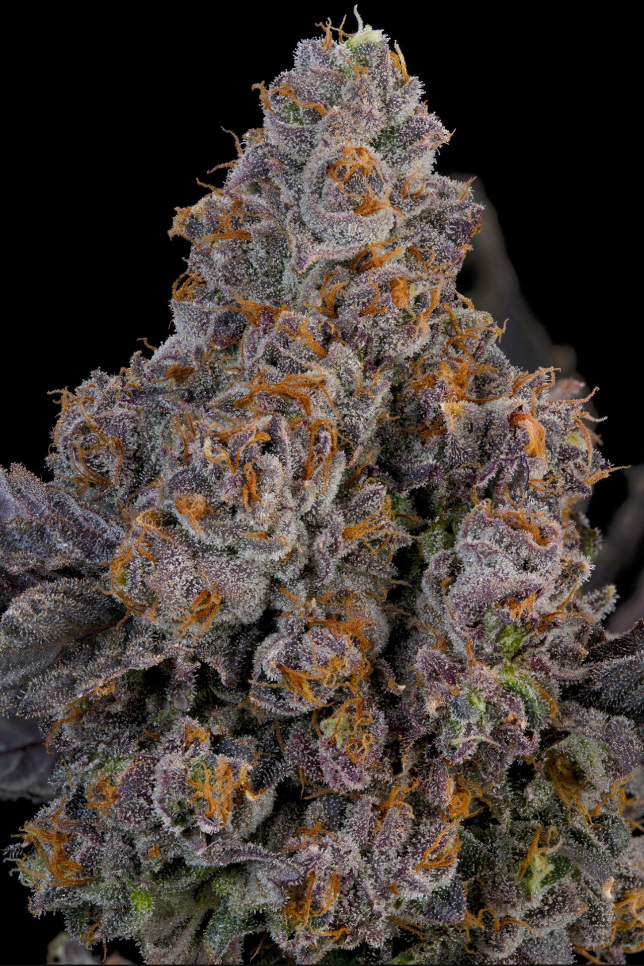 Maracuya (Zwisher x Peach Guava) 7 seeds + 2 Melon Dawg + 2 Peach Chai