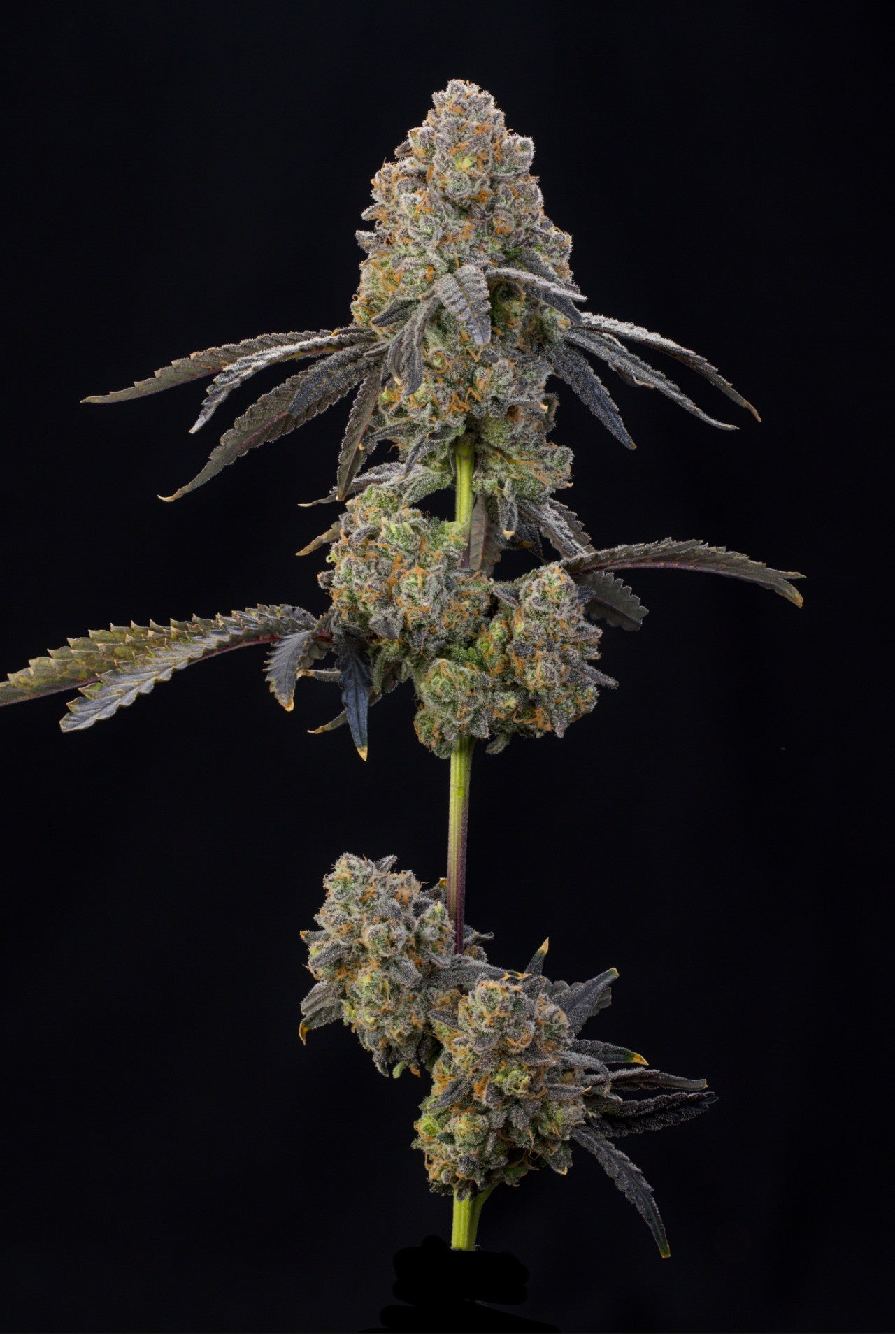 Nigiri ((Z x Kush Mints) x Ultraviolet Sherb) 8 seeds + 2 Papaya Dawg + 2 Peach Float