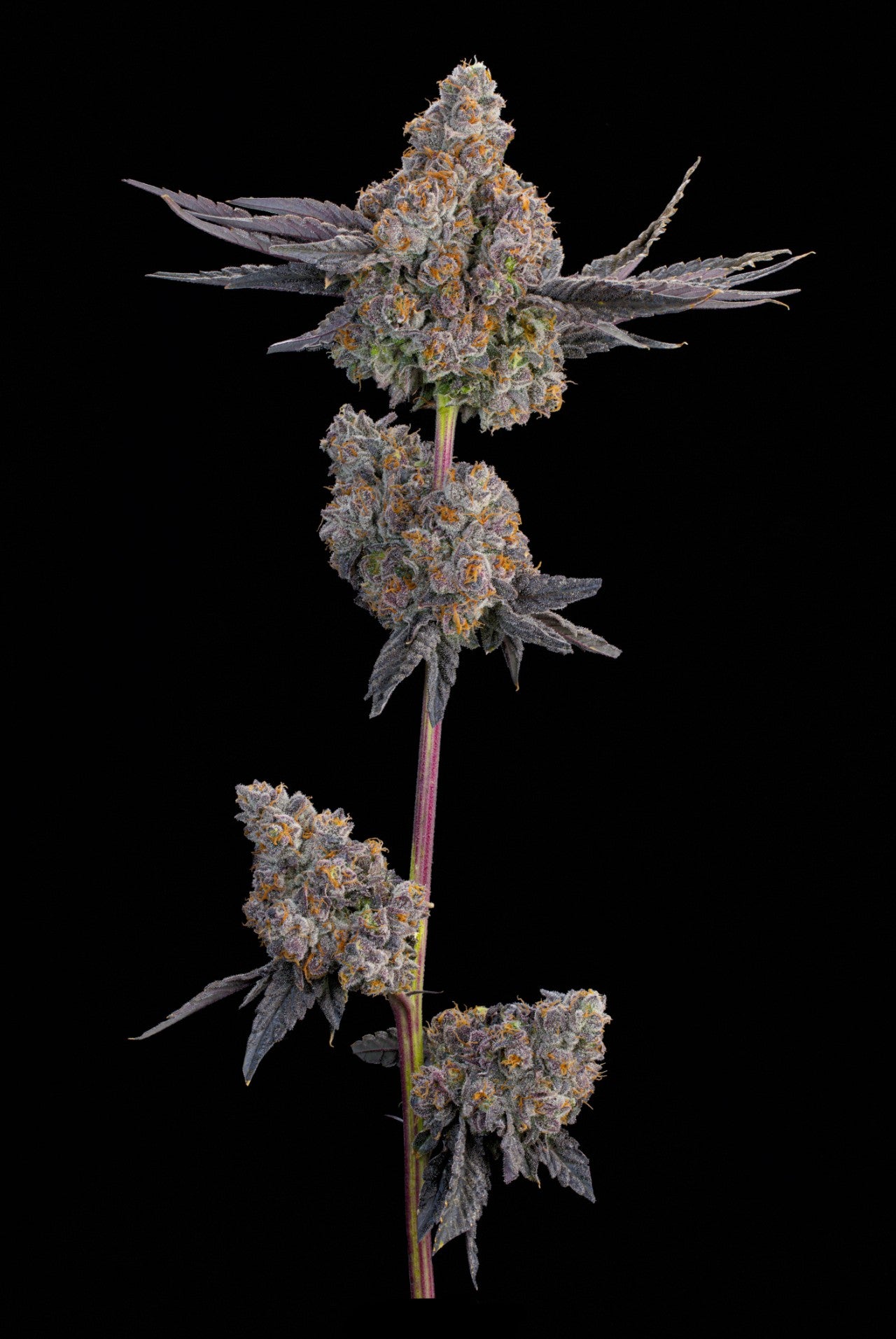 Maracuya (Zwisher x Peach Guava) 7 seeds + 2 Melon Dawg + 2 Peach Chai