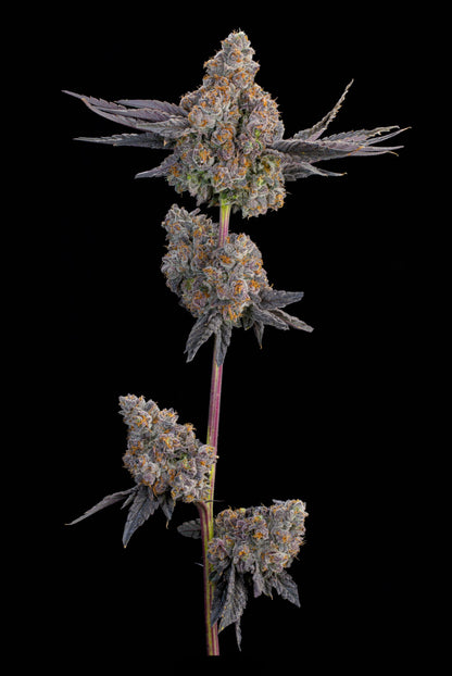 Maracuya (Zwisher x Peach Guava) 7 seeds + 2 Melon Dawg + 2 Peach Chai