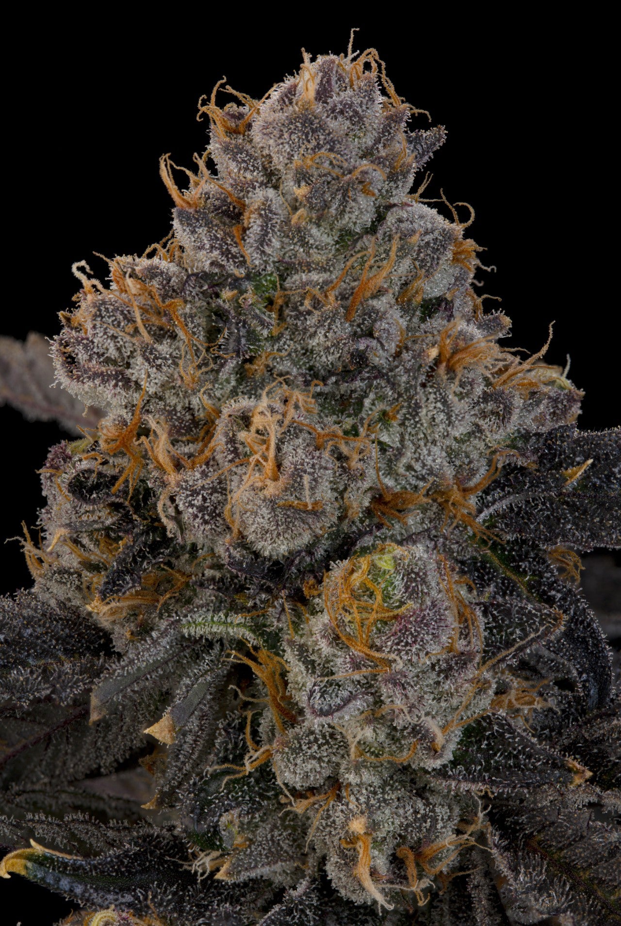 Blue Honey (Pink Honey x Blucci) 7 seeds + 2 Melon Dawg + 2 Peach Chai