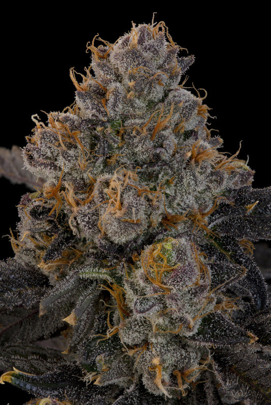 Blue Honey (Pink Honey x Blucci) 7 seeds + 2 Melon Dawg + 2 Peach Chai