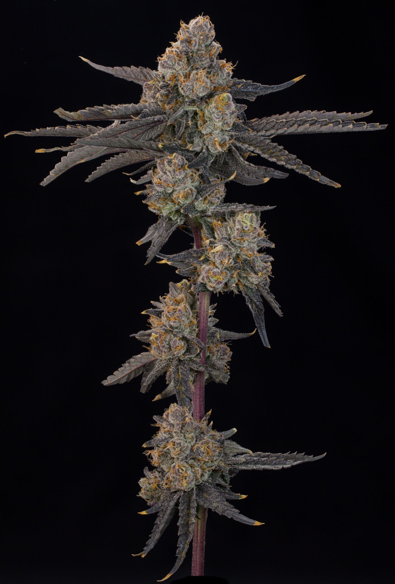 Blue Honey (Pink Honey x Blucci) 7 seeds + 2 Melon Dawg + 2 Peach Chai