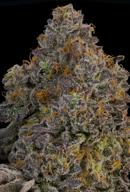 Zaffron (Zerberry x Peach Guava) 7 seeds + 2 Melon Dawg + 2 Peach Chai