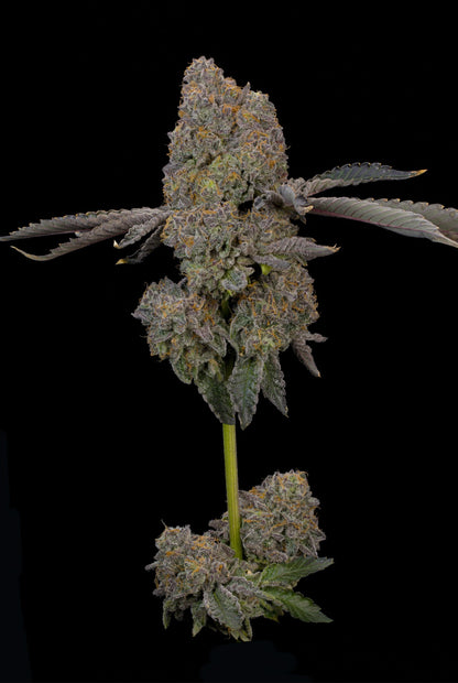 Zaffron (Zerberry x Peach Guava) 7 seeds + 2 Melon Dawg + 2 Peach Chai